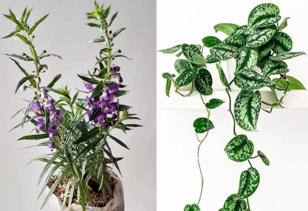 tanaman lavender dan pothos