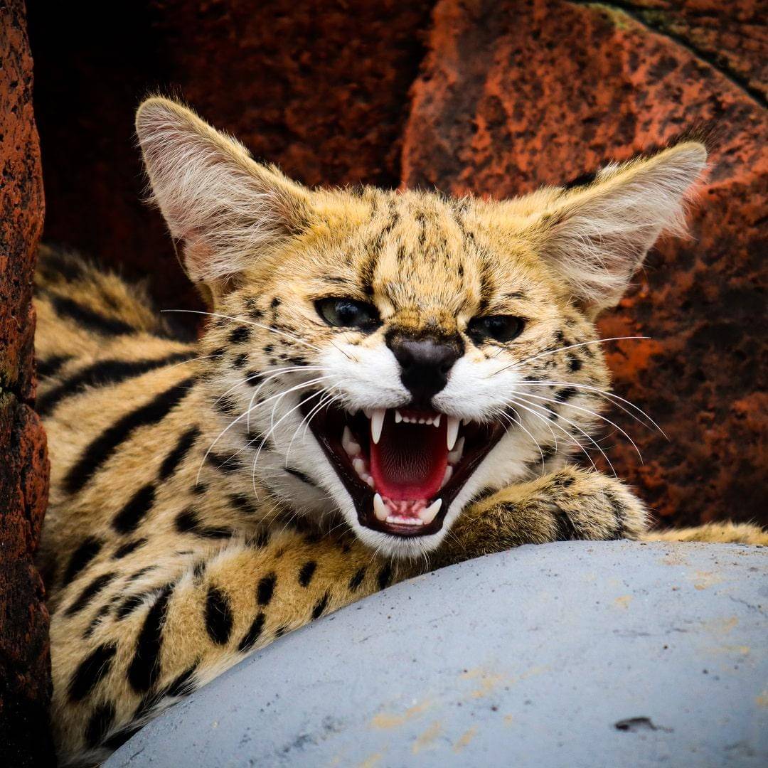 Salah satu hewan di Lembang Park Zoo