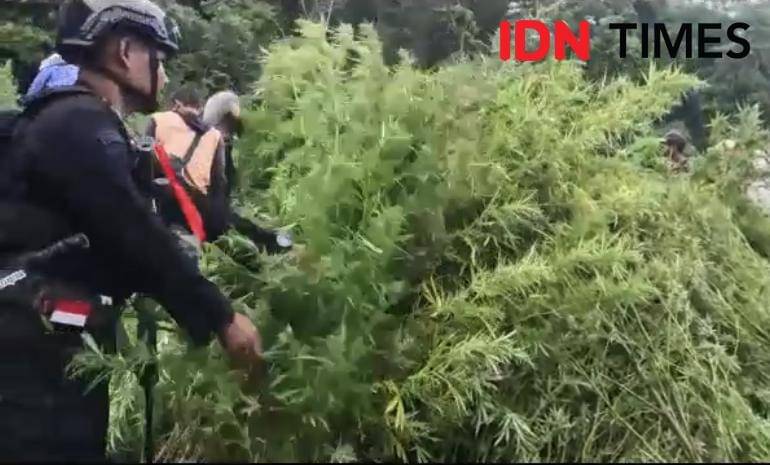 Bareskrim Musnahkan 51,75 Hektare Ladang Ganja di Gunung Leuser