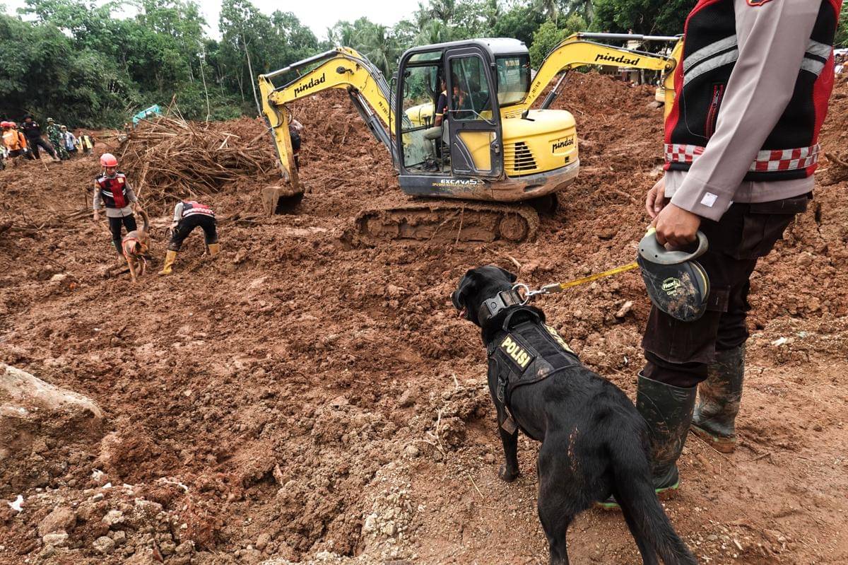 Unit anjing pelacak (k-9) diterjunkan membantu proses pencarian korban longsor di Desa Cibeunying, Majenang, Cilacap, Jawa Tengah, Minggu (16/11/2025). (ANTARA FOTO/Idhad Zakaria)