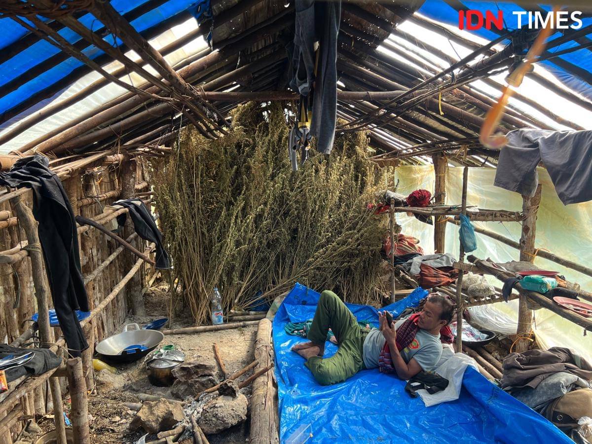 Barang bukti ganja di hutan lindung Gunung Leuser, Aceh (IDN Times/Irfan Fathurohman)