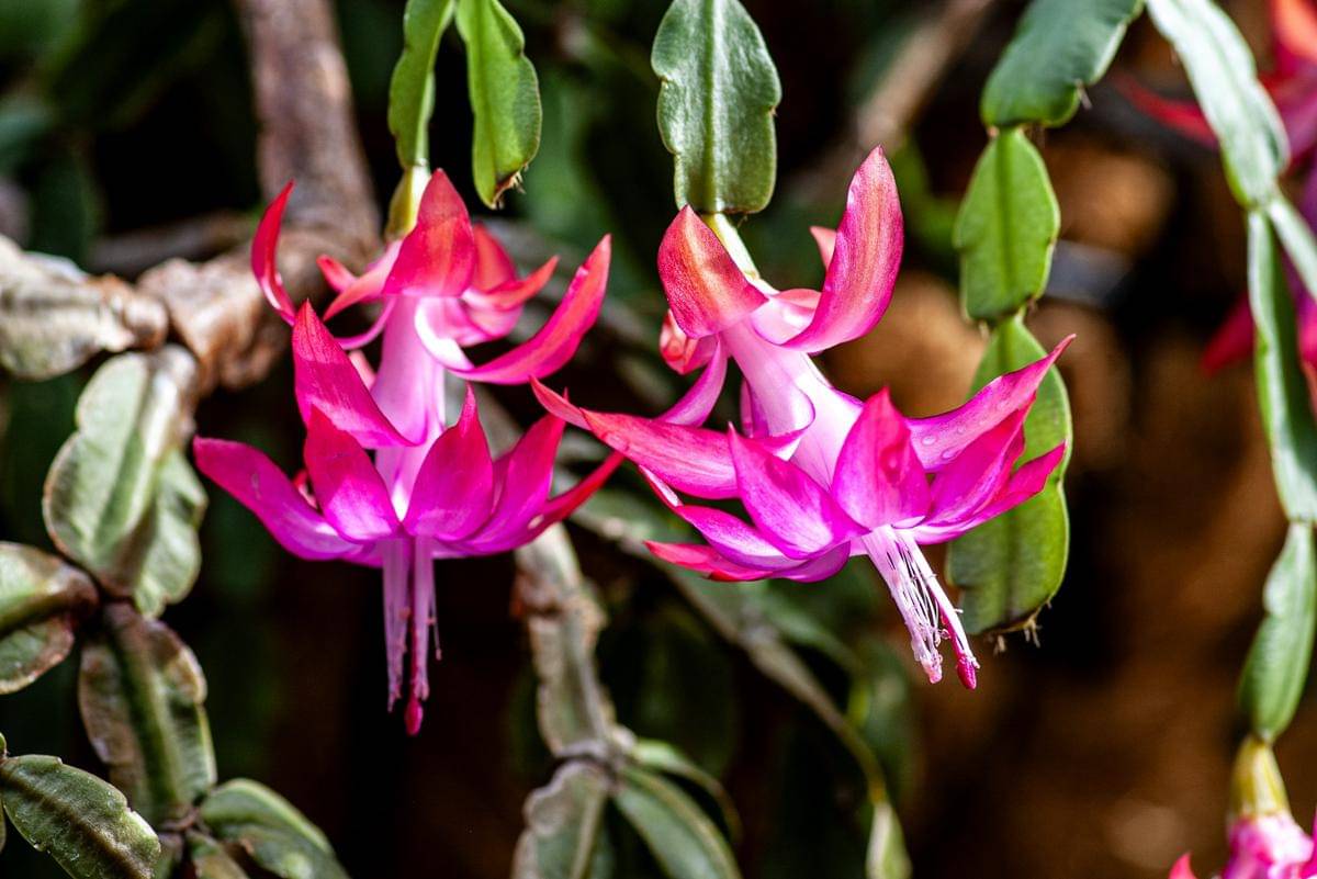 ilustrasi christmas cactus