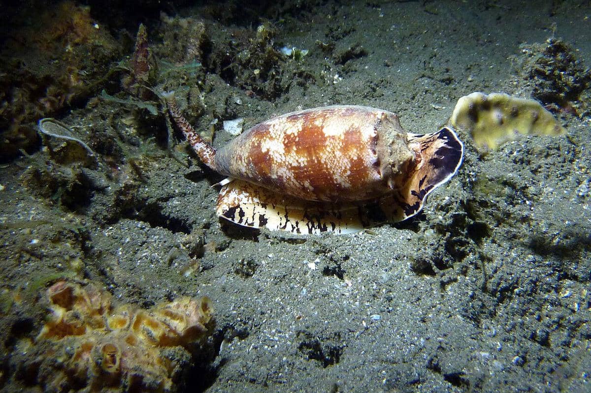 Conus geographus di Papua Nugini