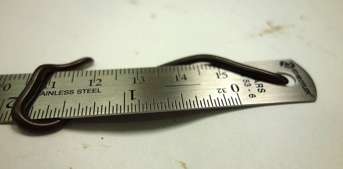 potret ular benang Barbados