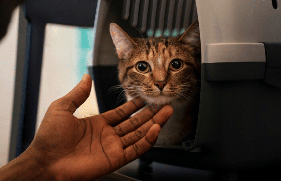 https://www.freepik.com/free-photo/elderly-person-with-pet-cat_40125493.htm#fromView=search&page=3&position=19&uuid=b9210c11-59af-4775-aa91-85b6d71eb4b3&query=naik+pesawat+bersama+kucing