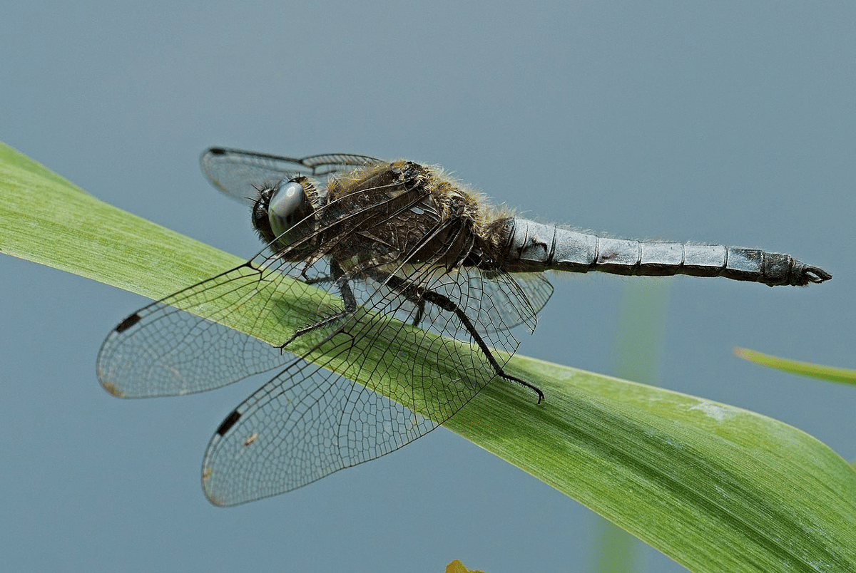 5 Serangga yang Hidup di Rawa, Area Lembap Jadi Favoritnya