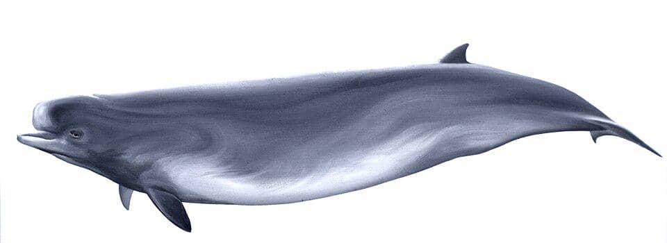 ilustrasi tubuh paus hidung botol selatan