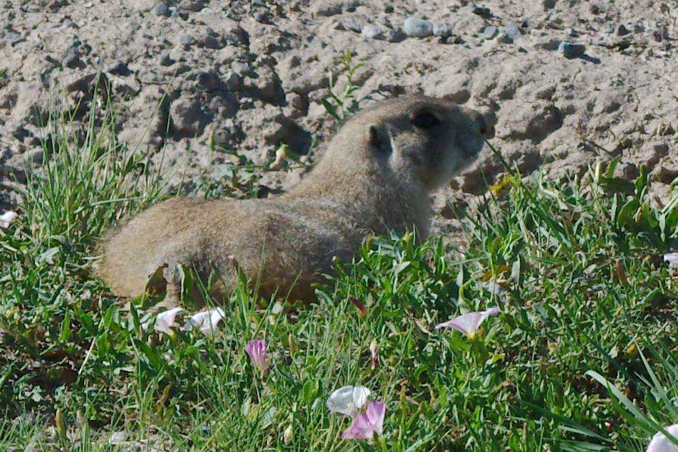 White-tailed Prairie Dog