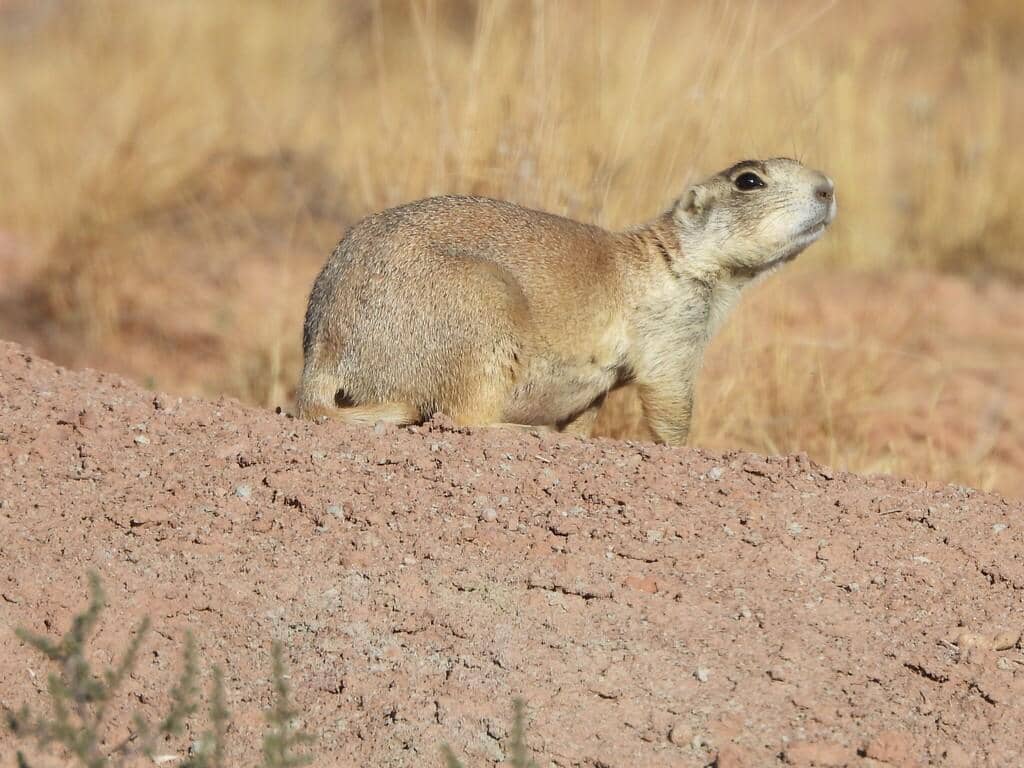 White-tailed Prairie Dog