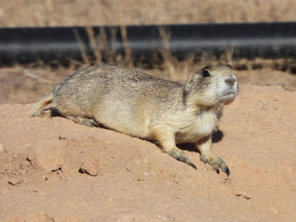 White-tailed Prairie Dog