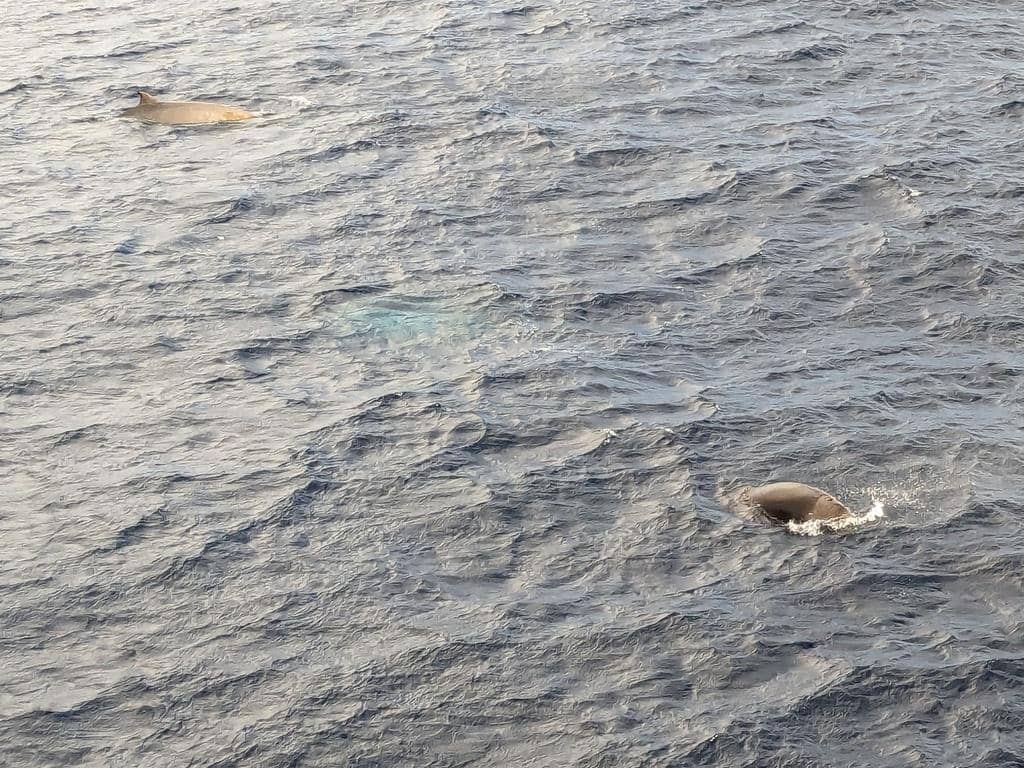 kawanan paus hidung botol selatan berenang bersama