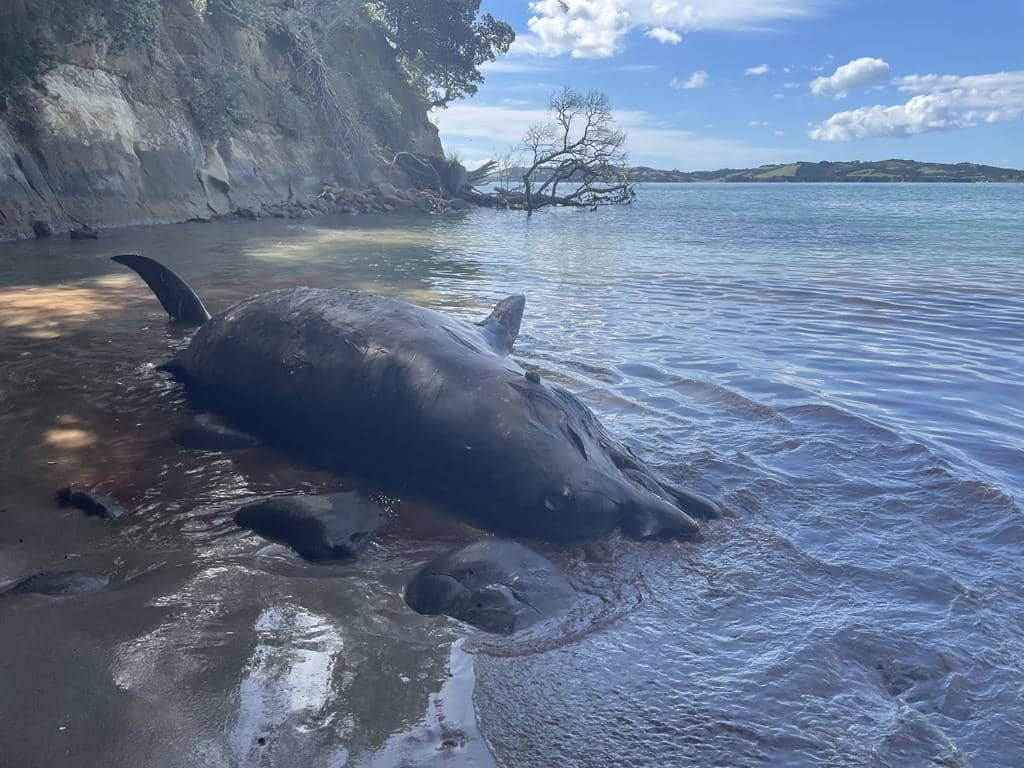 paus hidung botol selatan mati di pesisir pantai