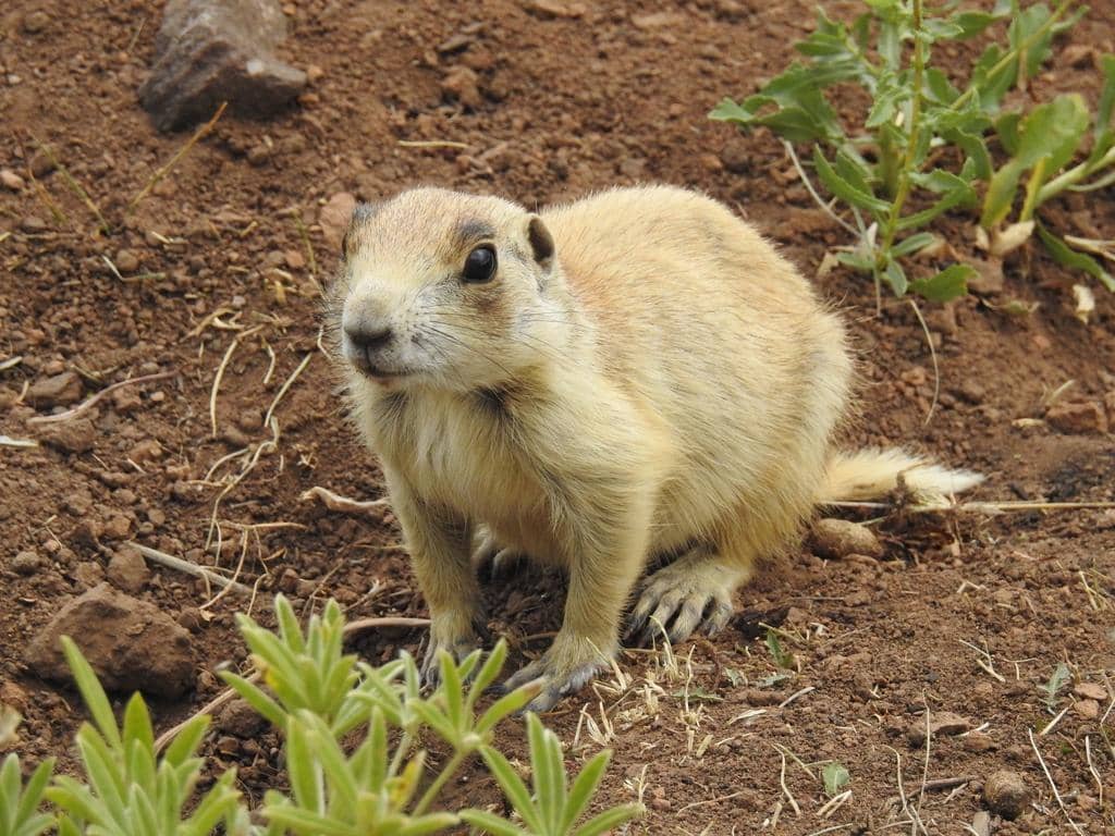 White-tailed Prairie Dog