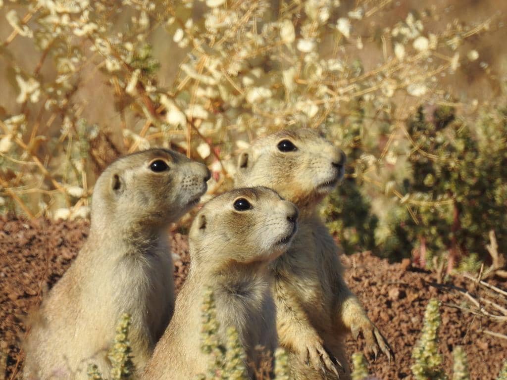 White-tailed Prairie Dog