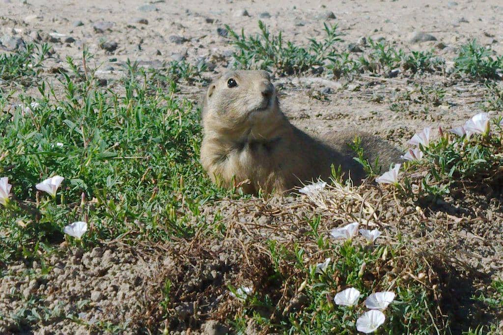 White-tailed Prairie Dog