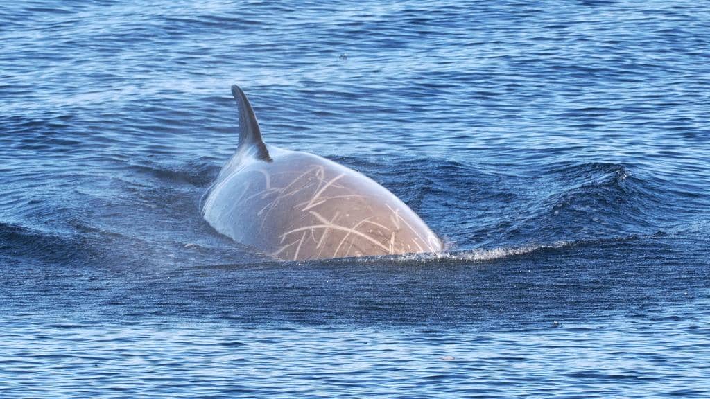 potret paus hidung botol selatan dewasa