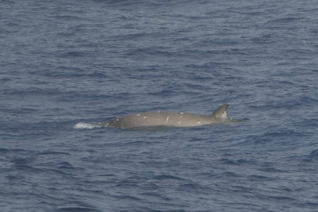 seekor paus hidung botol selatan ke permukaan sehabis menyelam