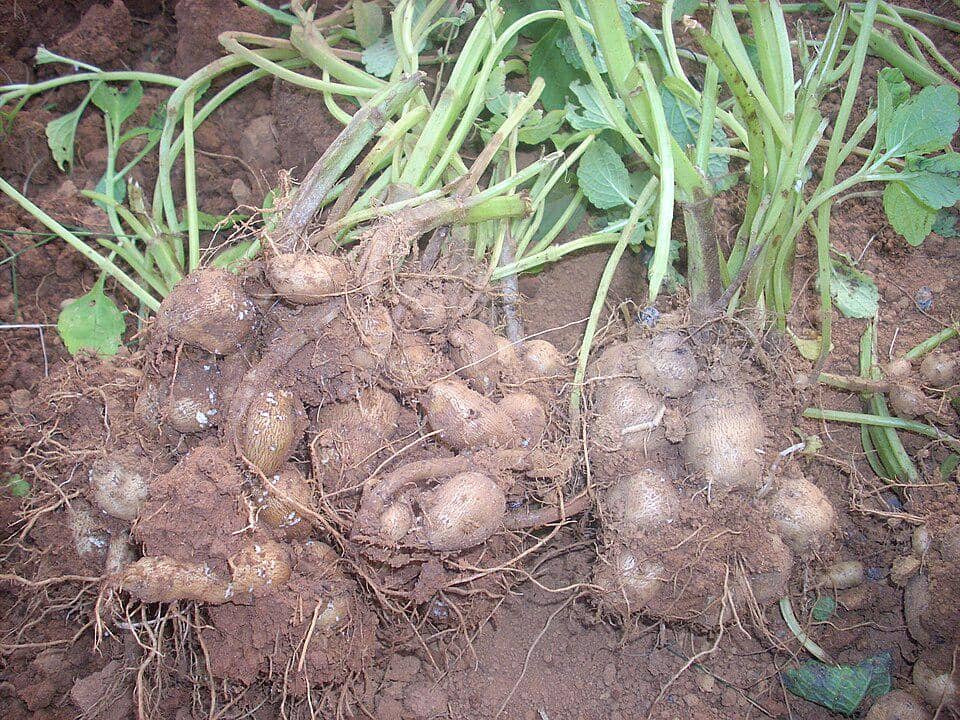 ilustrasi ubi keling