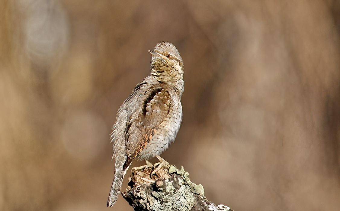 geliang ular erasia memutar kepalanya