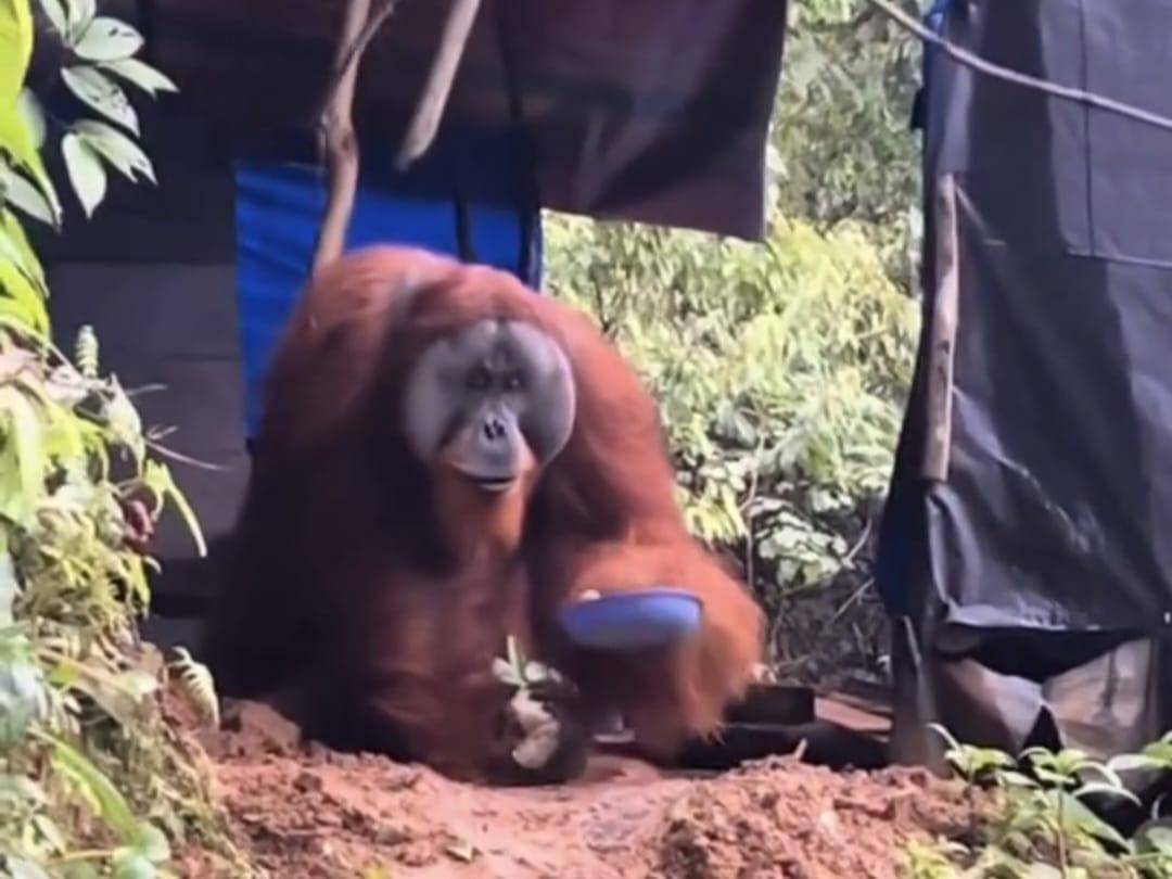 WhatsApp Image 2025-11-20 at 00.13.50.jpeg