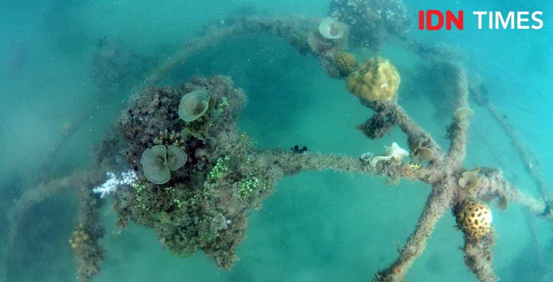 Terumbu karang buatan program reklamasi PT Timah di Pulau Putri, Provinsi Bangka Belitung (IDN Times/Doni Hermawan)