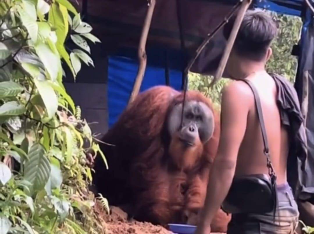 WhatsApp Image 2025-11-20 at 00.13.49.jpeg