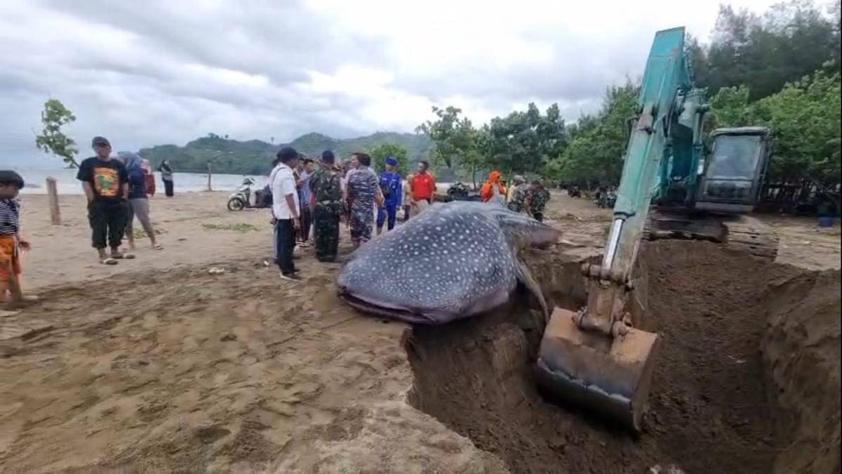 WhatsApp Image 2025-11-20 at 06.24.44.jpeg