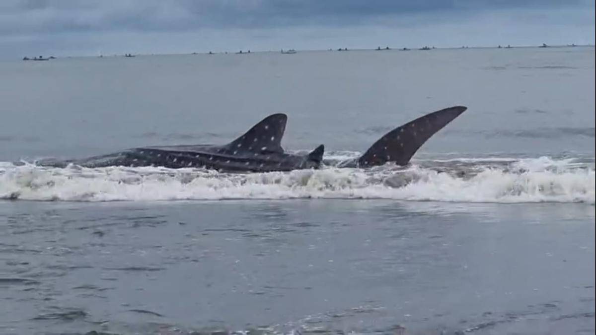 WhatsApp Image 2025-11-20 at 06.27.22.jpeg