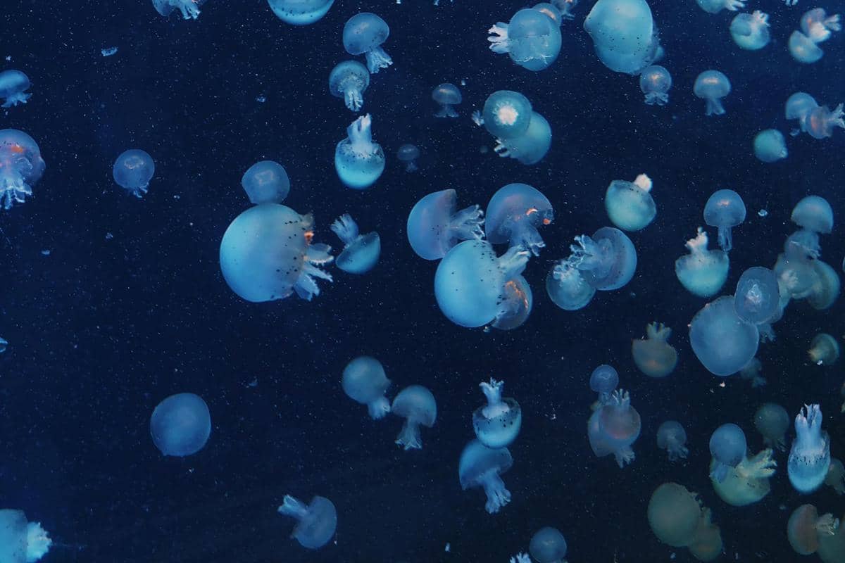ubur-ubur di laut