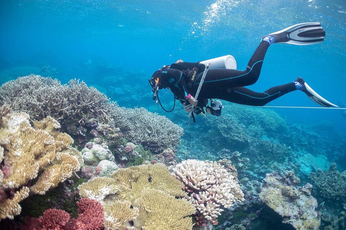 ilustrasi karang yang memutih