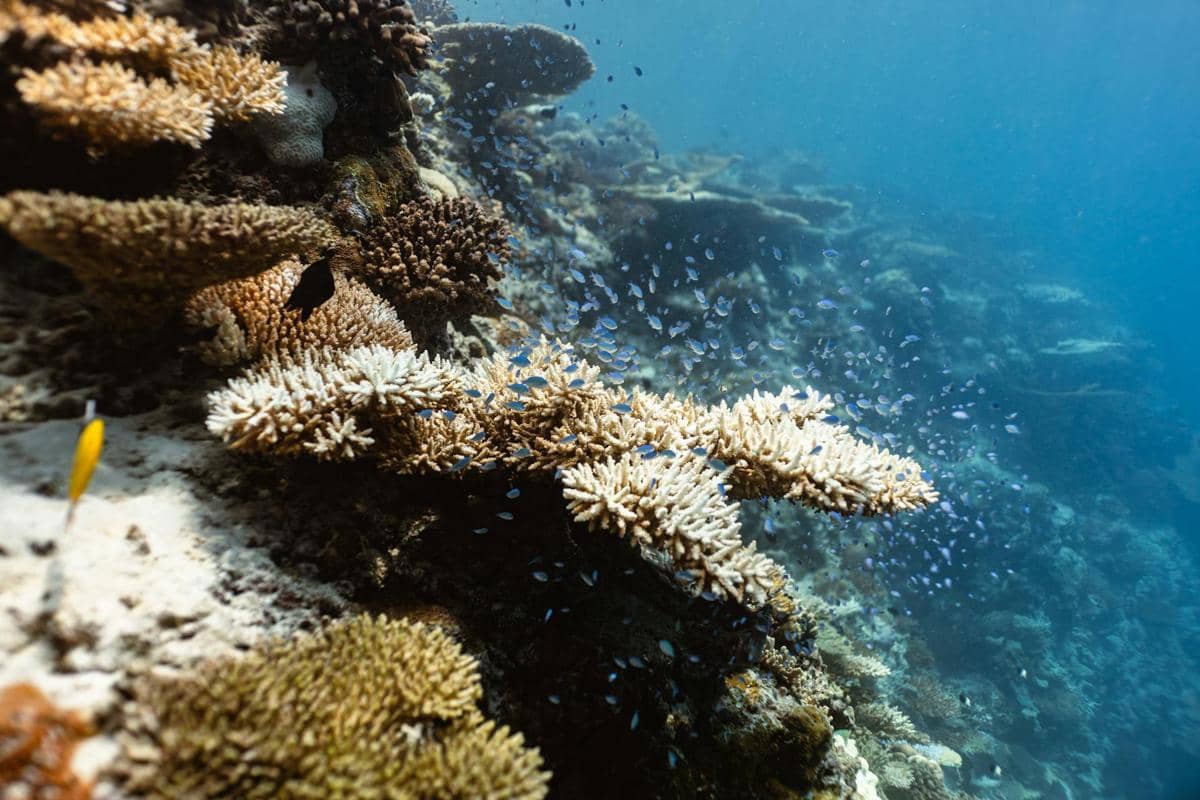 12 Tragedi yang Akan Terjadi jika Semua Terumbu Karang Punah