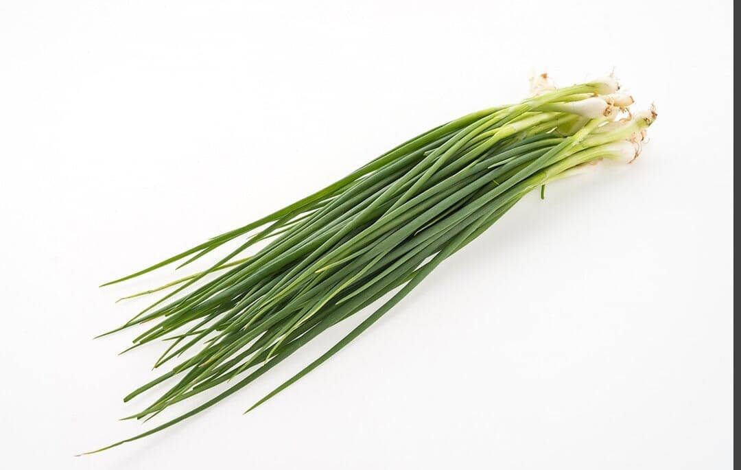 ilustrasi daun bawang