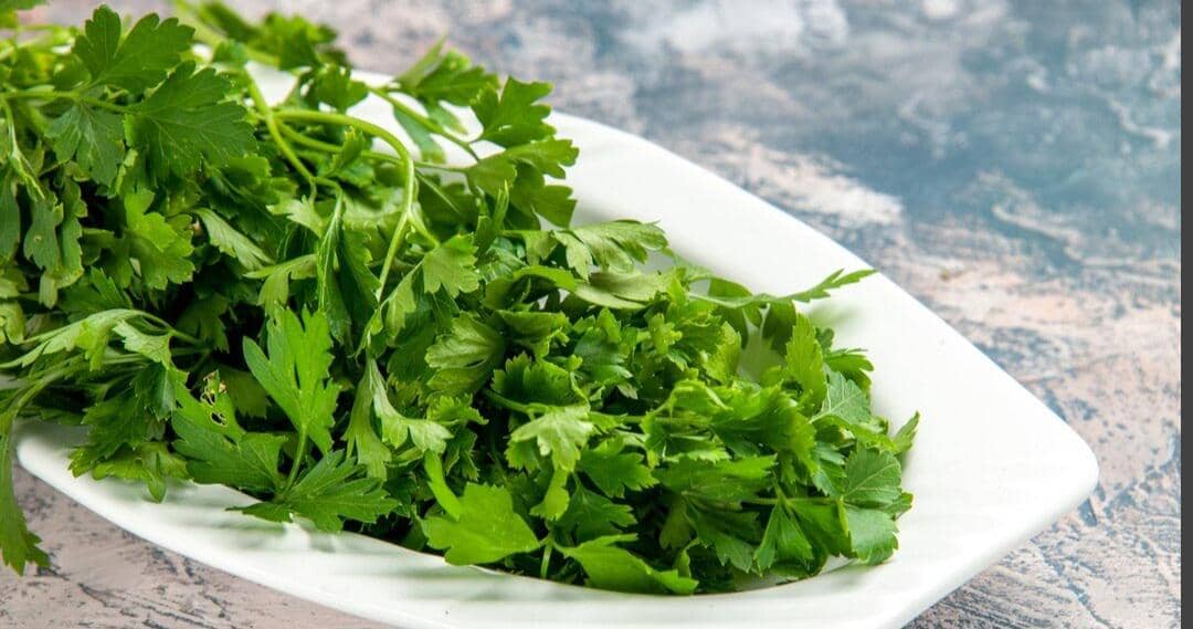 ilustrasi seledri yang telah dicuci