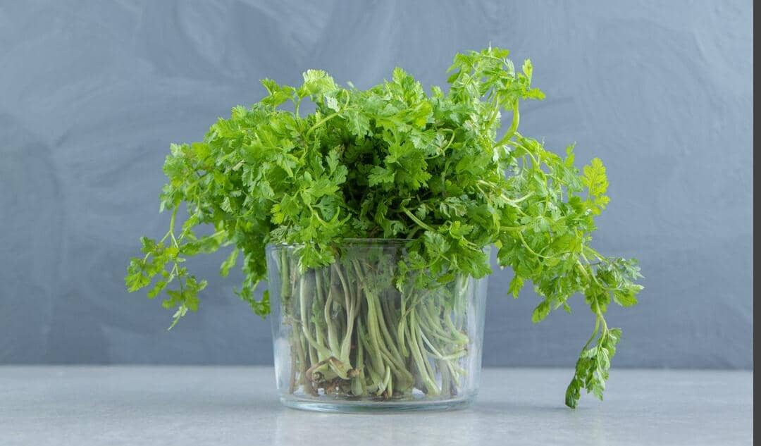ilustrasi menyimpan seledri dalam wadah berisi air