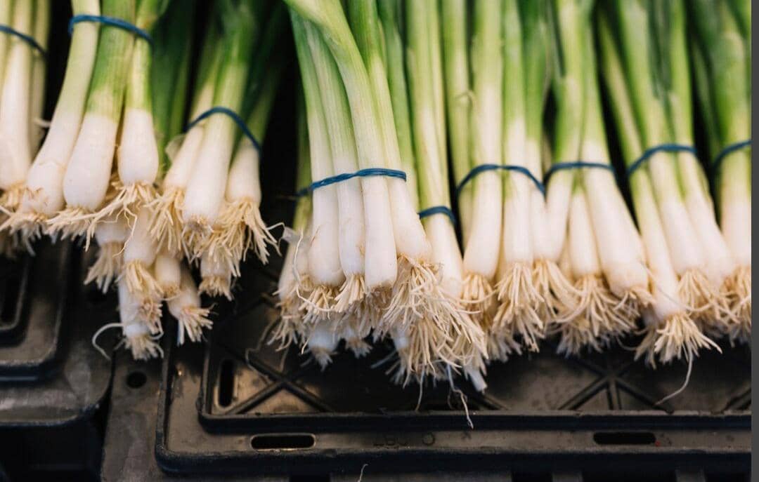 ilustrasi daun bawang