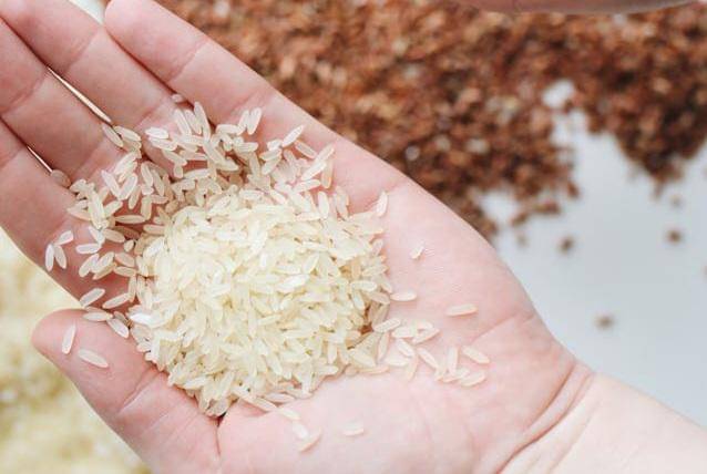 ilustrasi butiran beras