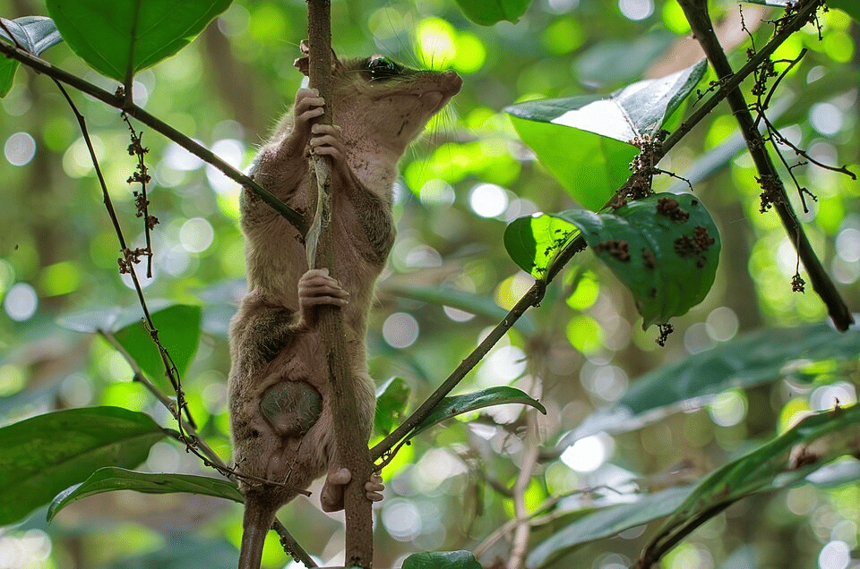 opossum tikus linnaeus