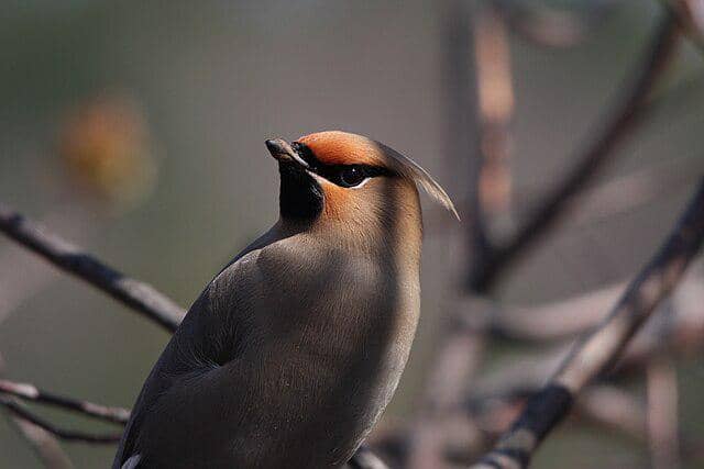 potret burung bohemian waxwing