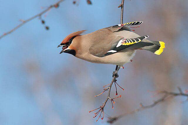 potret burung bohemian waxwing