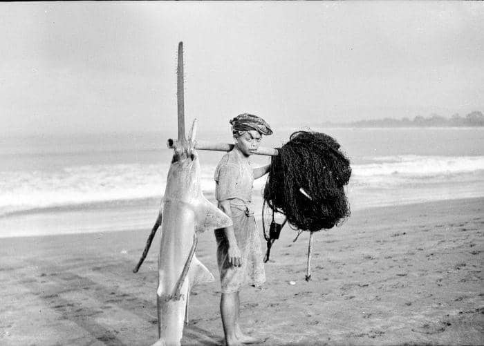 seorang pria menangkap pari gergaji lancip