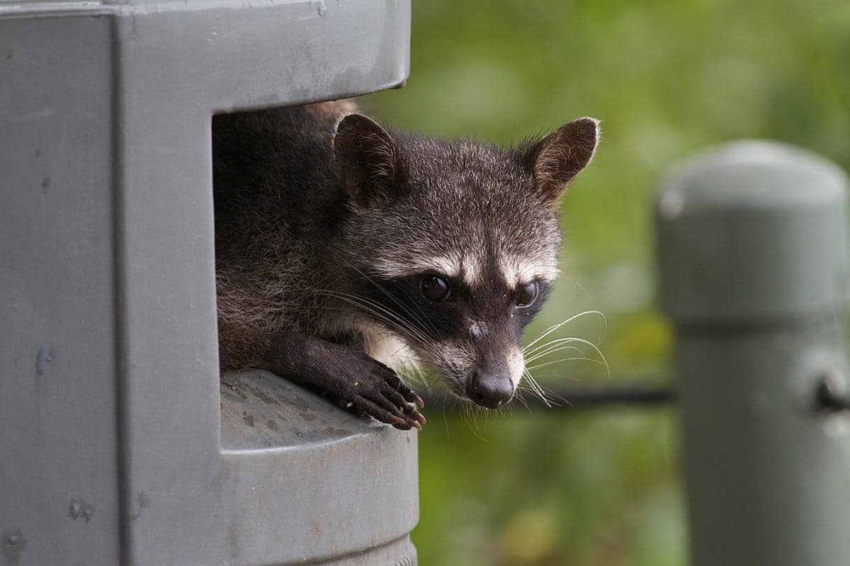 rakun pemakan kepiting