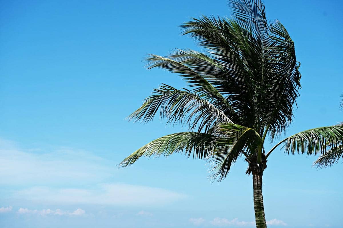 Kekuatan Tersembunyi Pohon Kelapa, Jadi Bahan Bakar Pesawat