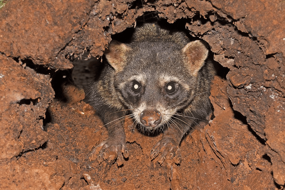 rakun pemakan kepiting