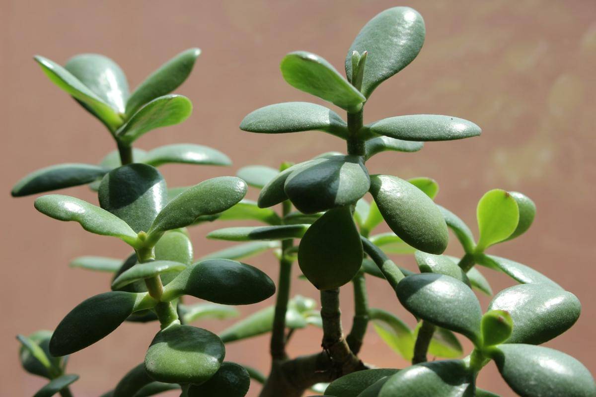 ilustrasi jade plant