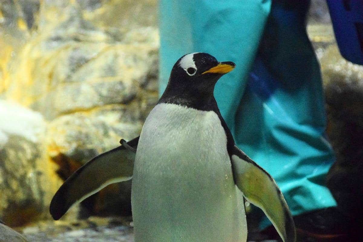 Jangan Asal Peluk! Ini 6 Alasan Kenapa Penguin Tak Boleh Disentuh