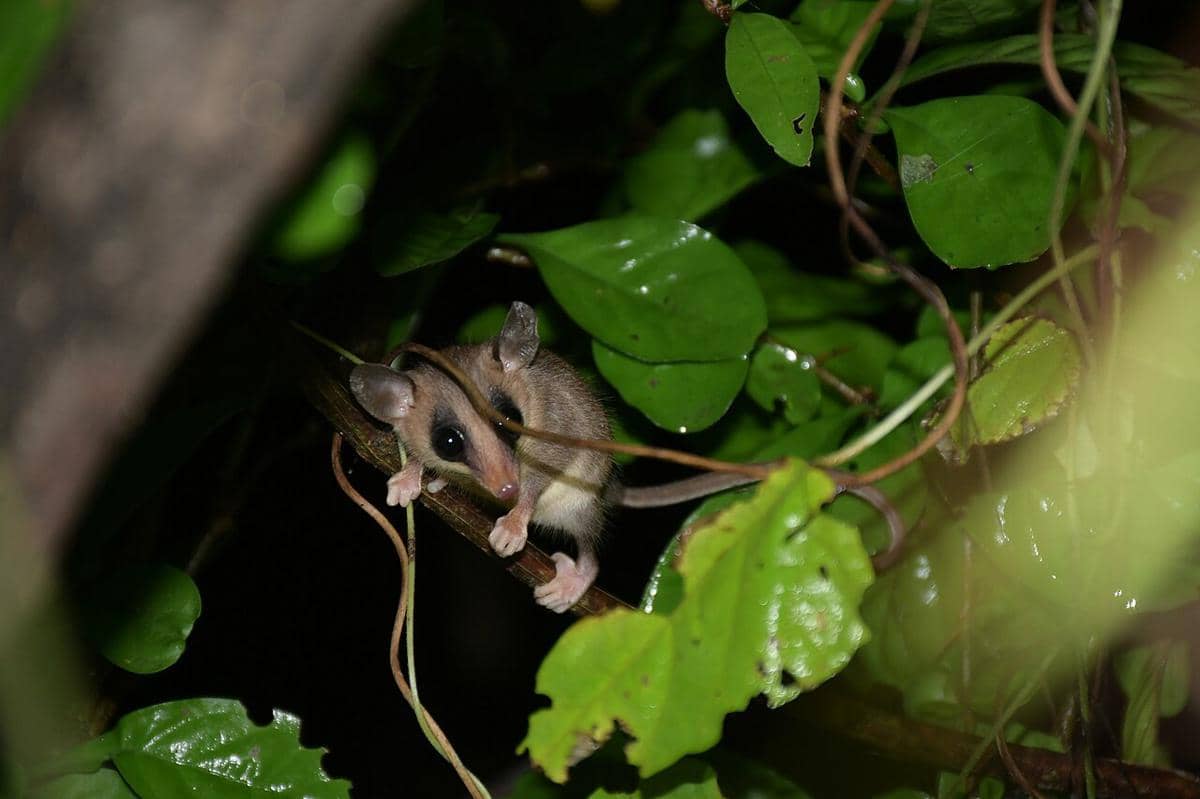 opossum tikus meksiko
