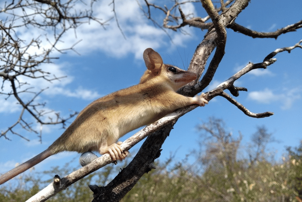 opossum tikus dataran kering