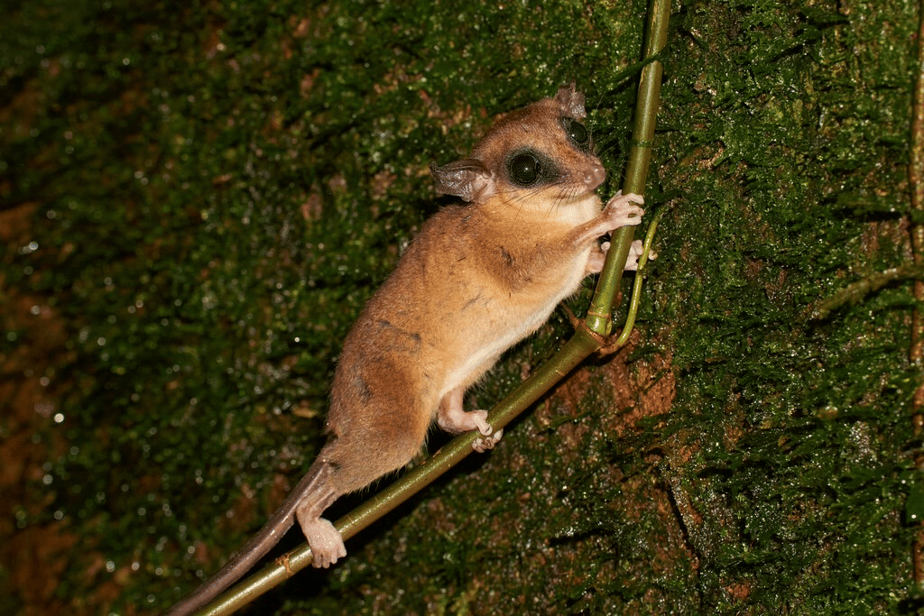 opossum tikus zeledon