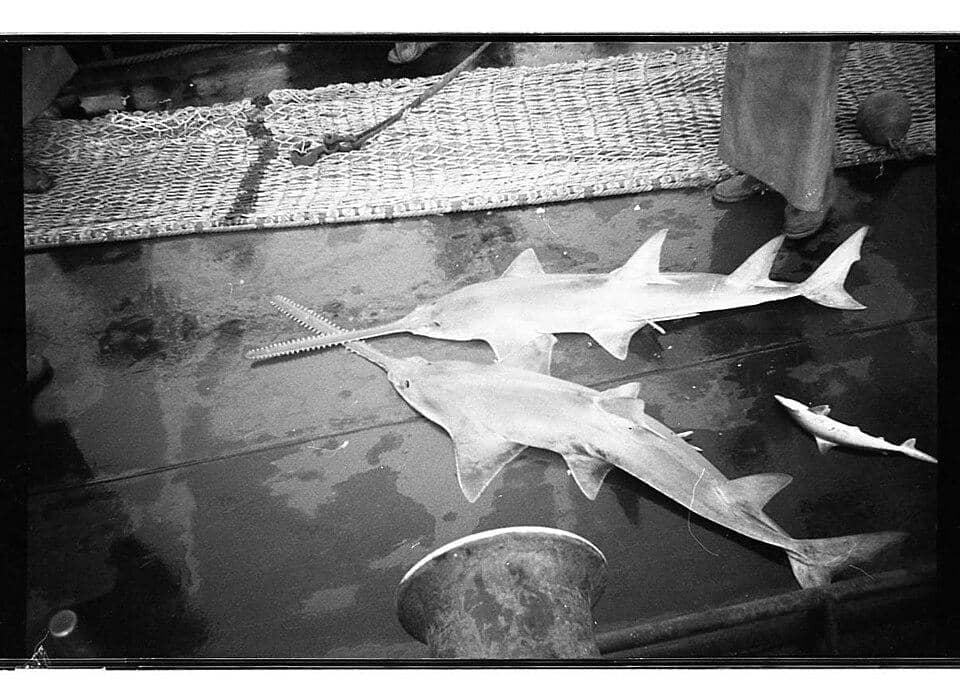 Pari gergaji lancip dulu sangat sering ditangkap manusia untuk berbagai keperluan.