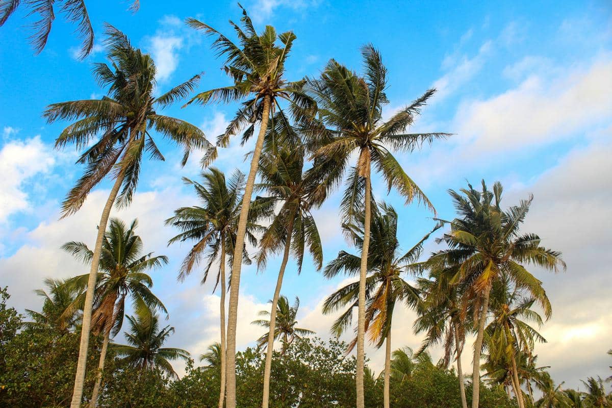 Kekuatan Tersembunyi Pohon Kelapa, Jadi Bahan Bakar Pesawat